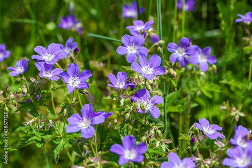 Close up bee and violet flower of wood cranesbil or woodland geranium