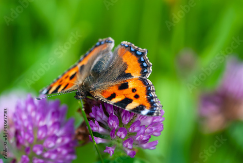 Close-up colourful small tortoiseshell and purple inflorescence of violet clover, trefoil © Tatiana