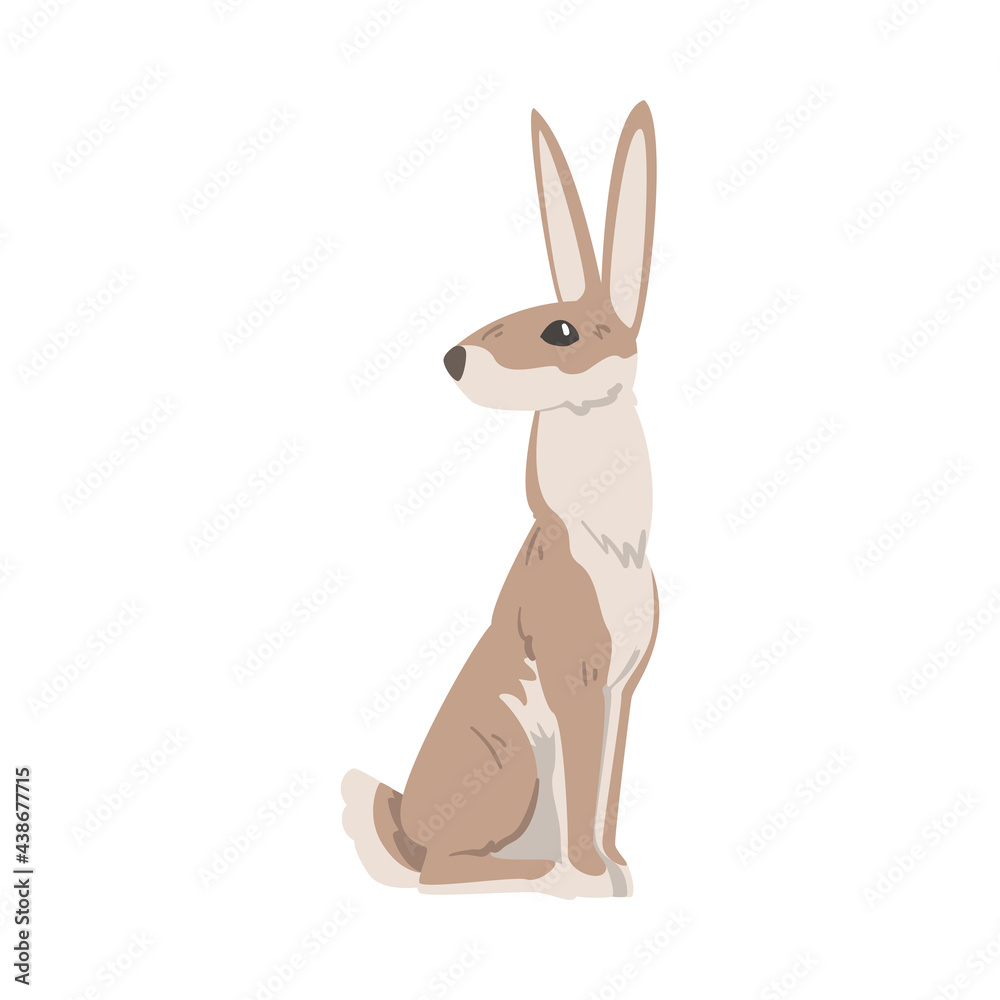 Fototapeta premium Sitting Hare or Jackrabbit as Swift Animal with Long Ears and Grayish Brown Coat Vector Illustration