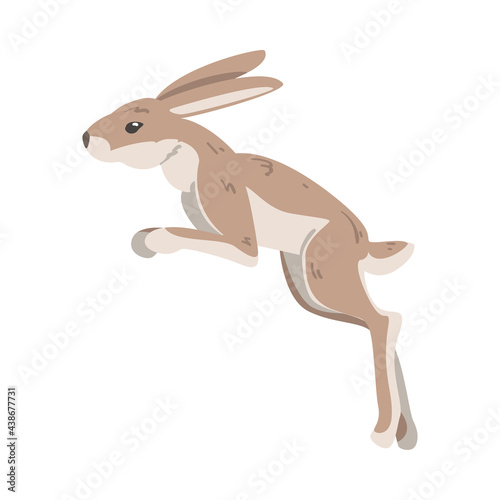 Jumping Hare or Jackrabbit as Swift Animal with Long Ears and Grayish Brown Coat Vector Illustration