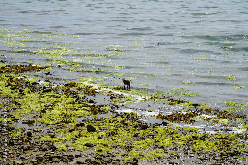 Sonnige, steinige Ostseeküste mit Austernfischer in der Lübecker Bucht bei Sierksdorf Sonnige, steinige Ostseeküste mit Austernfischer in der Lübecker Bucht bei Sierksdorf