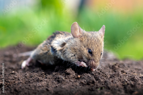A small mouse on the soil surface in sunny weather