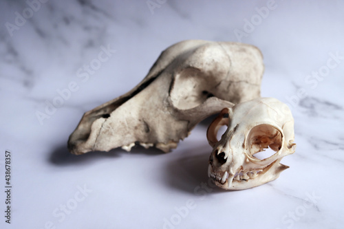 Fototapeta Naklejka Na Ścianę i Meble -  Feline skull in the foreground, in the background out of focus dog skull