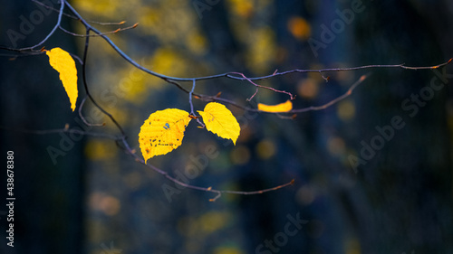 Yellow autumn leaves in the forest on a dark background, dark autumn forest