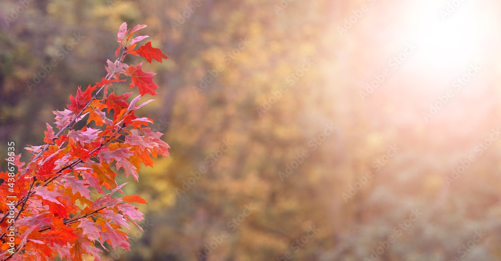 Autumn red oak leaves on a blurred background on a sunny day Autumn red oak leaves on a blurred background on a sunny day