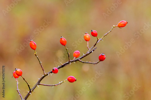 Rosehip branch with red berries and sharp thorns