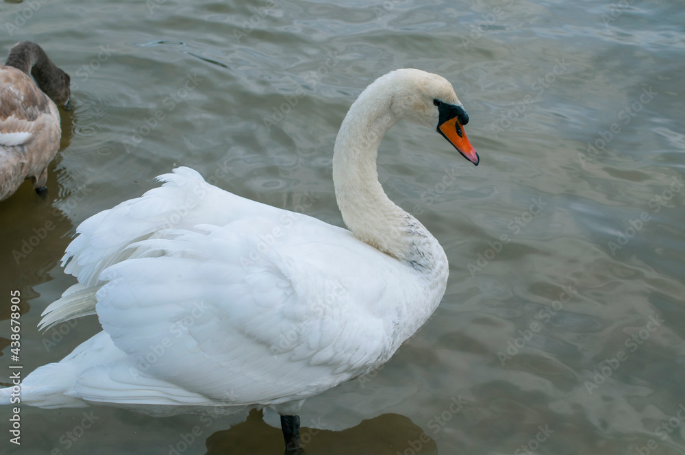 Naklejka premium White swan onlake shore. Swan on beach. Swan on shore