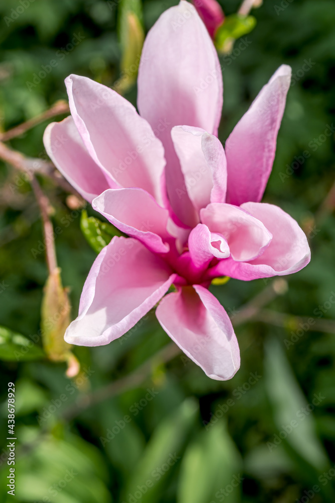 Magnolia 'Susan' (Magnolia liliiflora x Magnolia stellata) in garden
