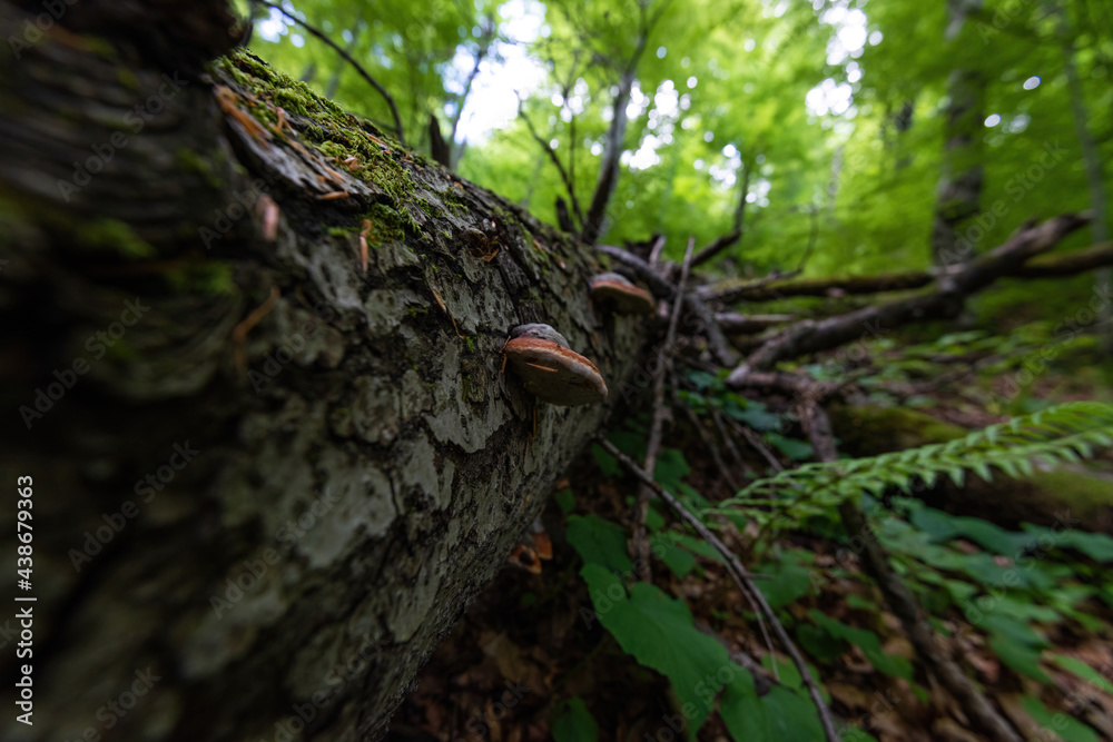 A tinder fungus with a characteristic gray bloom and green moss in a natural forest environment A tinder fungus with a characteristic gray bloom and green moss in a natural forest environment