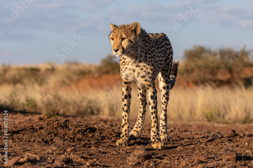 A young cheetah shot from a low angle, emphasising the long slim legs, and light frame.  Grass and rd sand in the background with a few green bushes and blue sky. Karoo South africa. 
