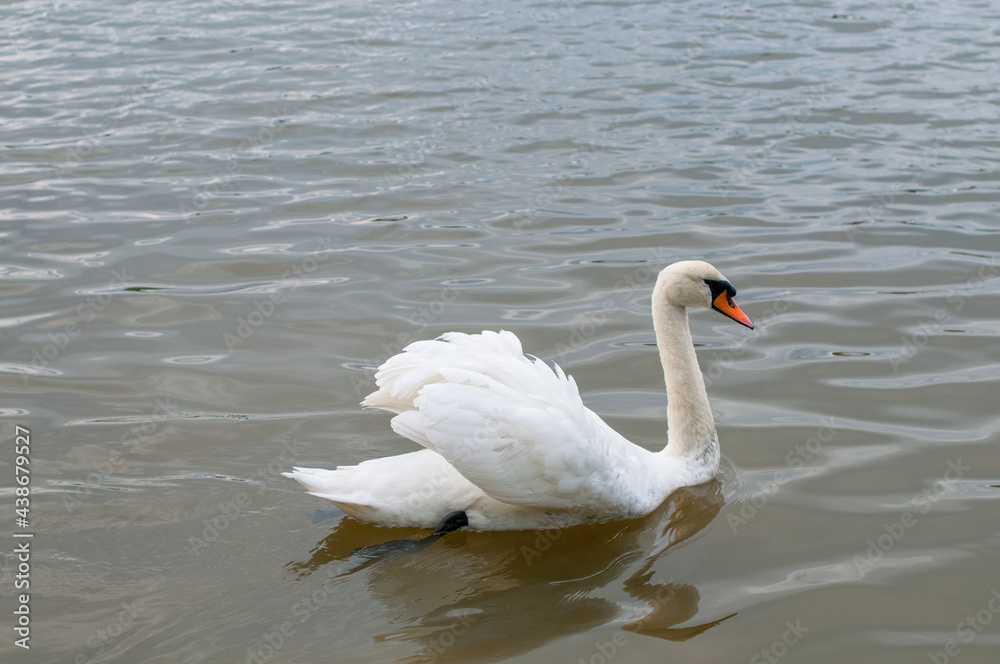 A white majestic swan floats in front of a wave of water. Young swan in the middle of the water. Drops on a wet head. A white majestic swan floats in front of a wave of water. Young swan in the middle of the water. Drops on a wet head.