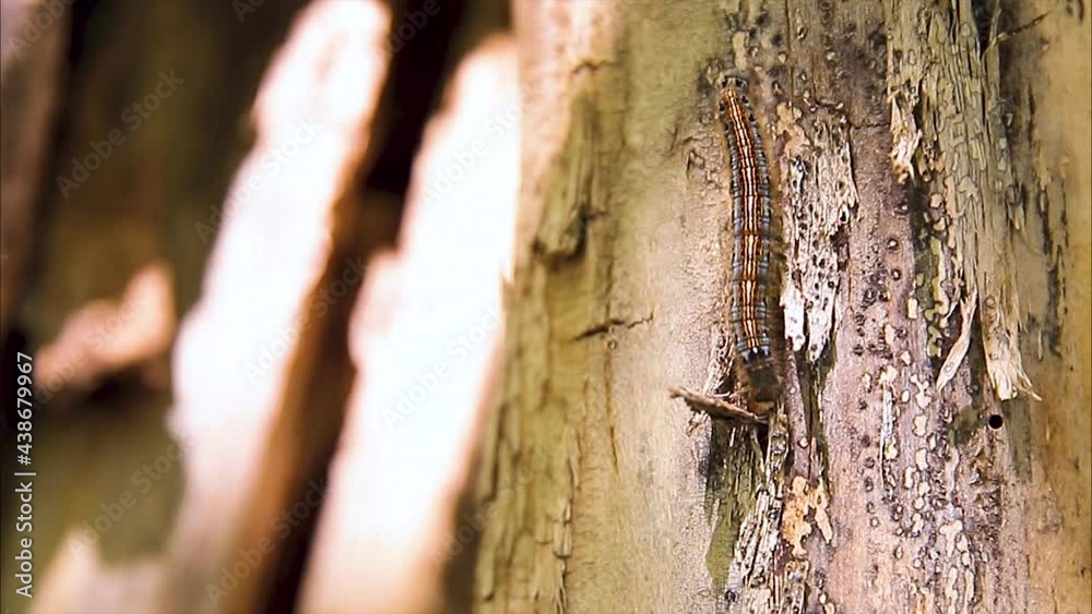 colorful tree caterpillar crawls on dead rotten tree, close-up colorful tree caterpillar crawls on dead rotten tree, close-up