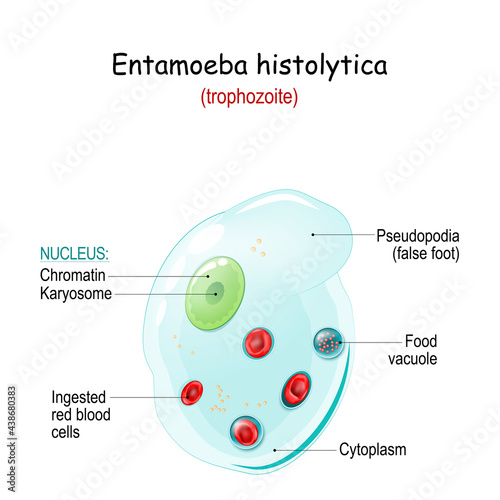 Entamoeba histolytica. Anatomy of Unicellular organism
