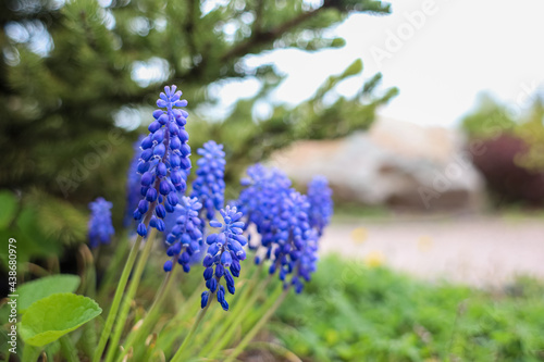 A glade of small purple flowers in the garden in spring