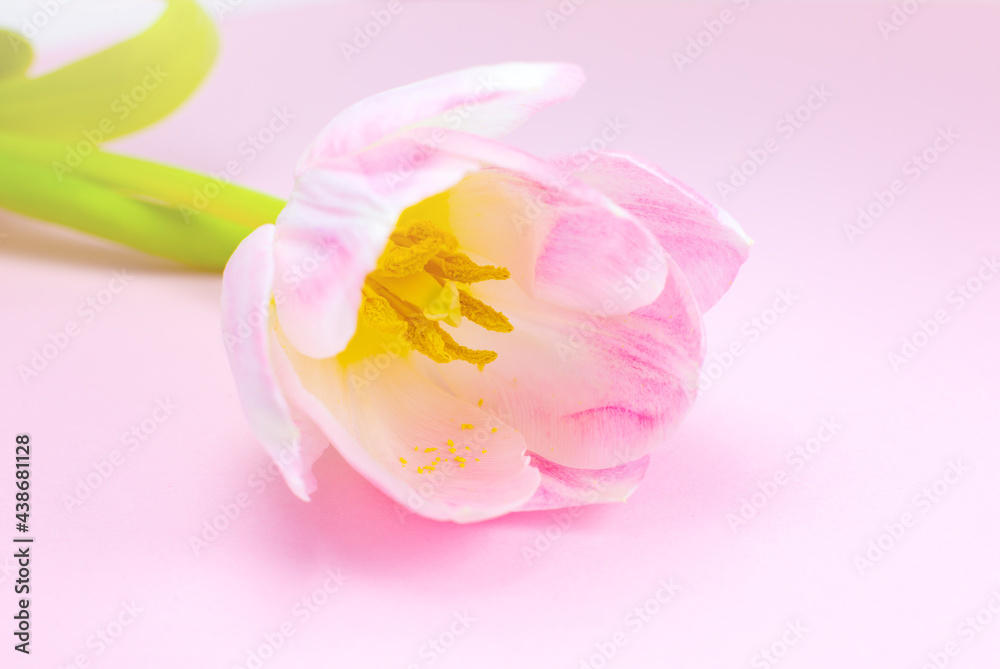 Pink tulip on the pink background. Congratulation postcard for mother's day or international women's day. Minimalism, beautiful natural wallpaper. Spring flowers. Pink tulip on the pink background. Congratulation postcard for mother's day or international women's day. Minimalism, beautiful natural wallpaper. Spring flowers.
