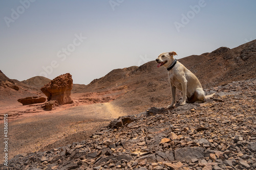 A Dog in the Desert
