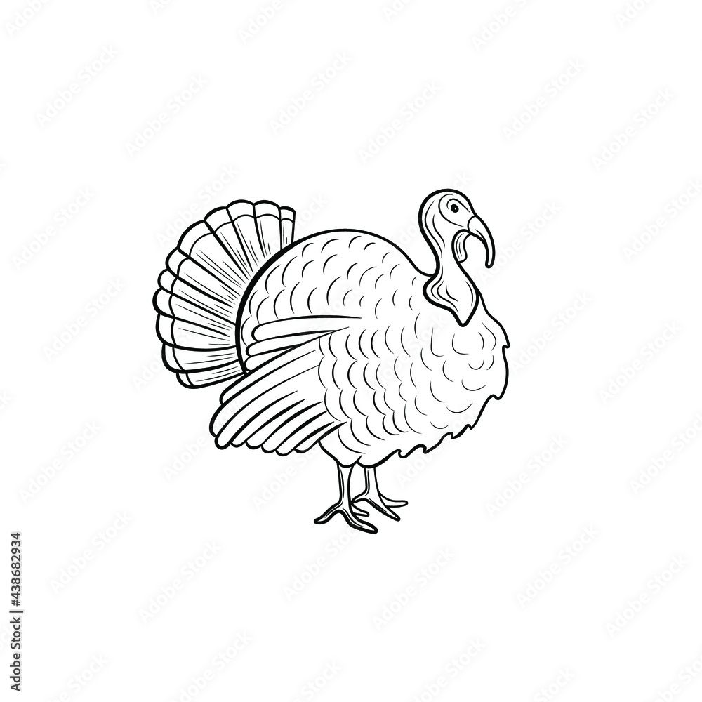 Vector turkey bird illustration, black outline drawing isolated on white  background, farm animal. Stock Vector | Adobe Stock