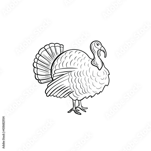 Vector turkey bird illustration, black outline drawing isolated on white background, farm animal. 