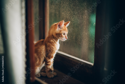 Gato amarillo viendo por la ventana al tardecer, gatito chico atigrado photo