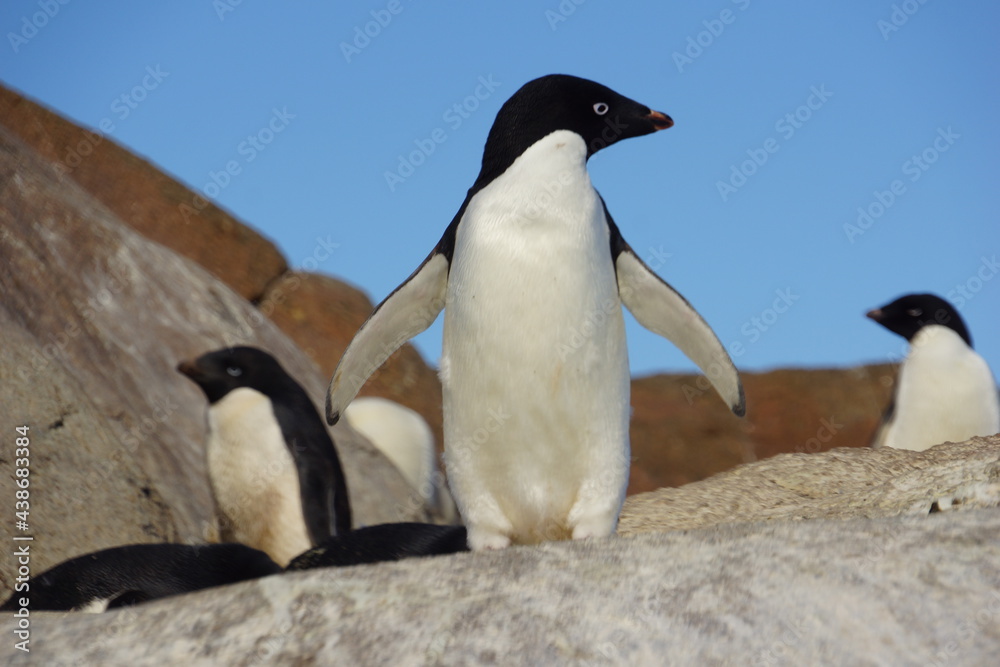 Obraz premium penguin in polar regions