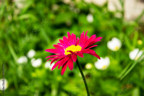 Close up of red gerber daisy with gerber and green background.