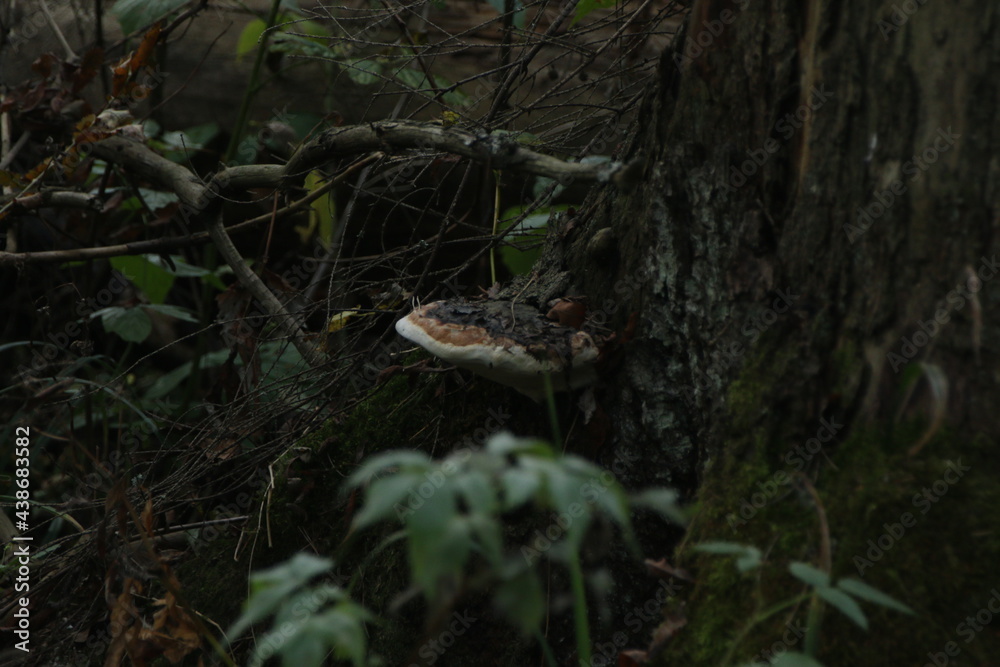 Naklejka premium mushrooms growing on the trunk of a tree