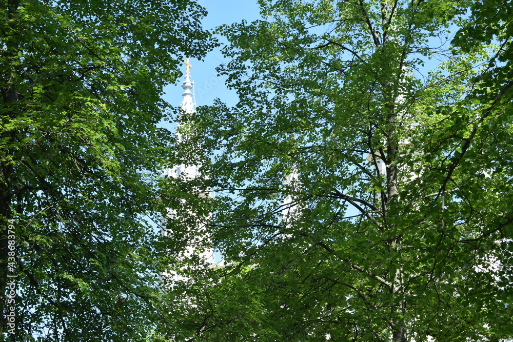 Obraz premium trees in the forest