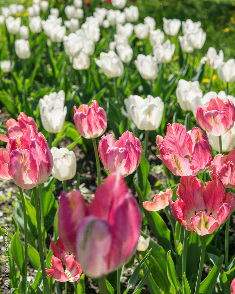 Obraz premium Bright colorful white and pink tulips against the sunlight in the garden.