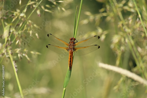 dragonfly on the grass, the Blue Chaser, Scarce Chaser