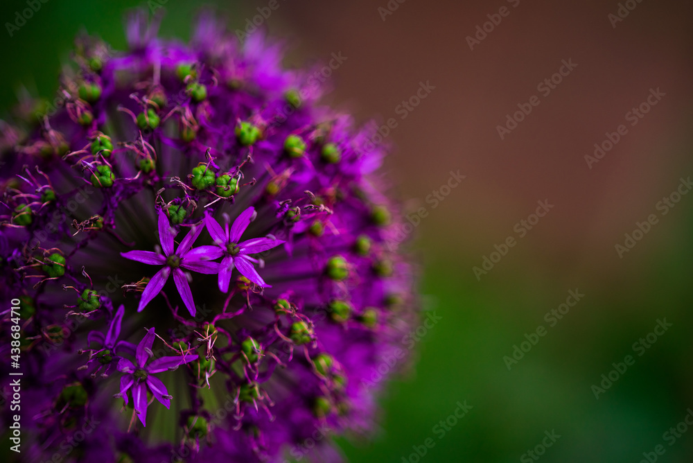 Fototapeta premium Zierlauch Blume Dekorativ Leinwandmotiv Wanddekoration Garten Praxis Ruhe Stille Natur Erholung