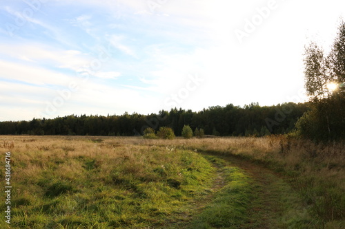 dry tall grass on the field. forest in the background. autumn, Russia