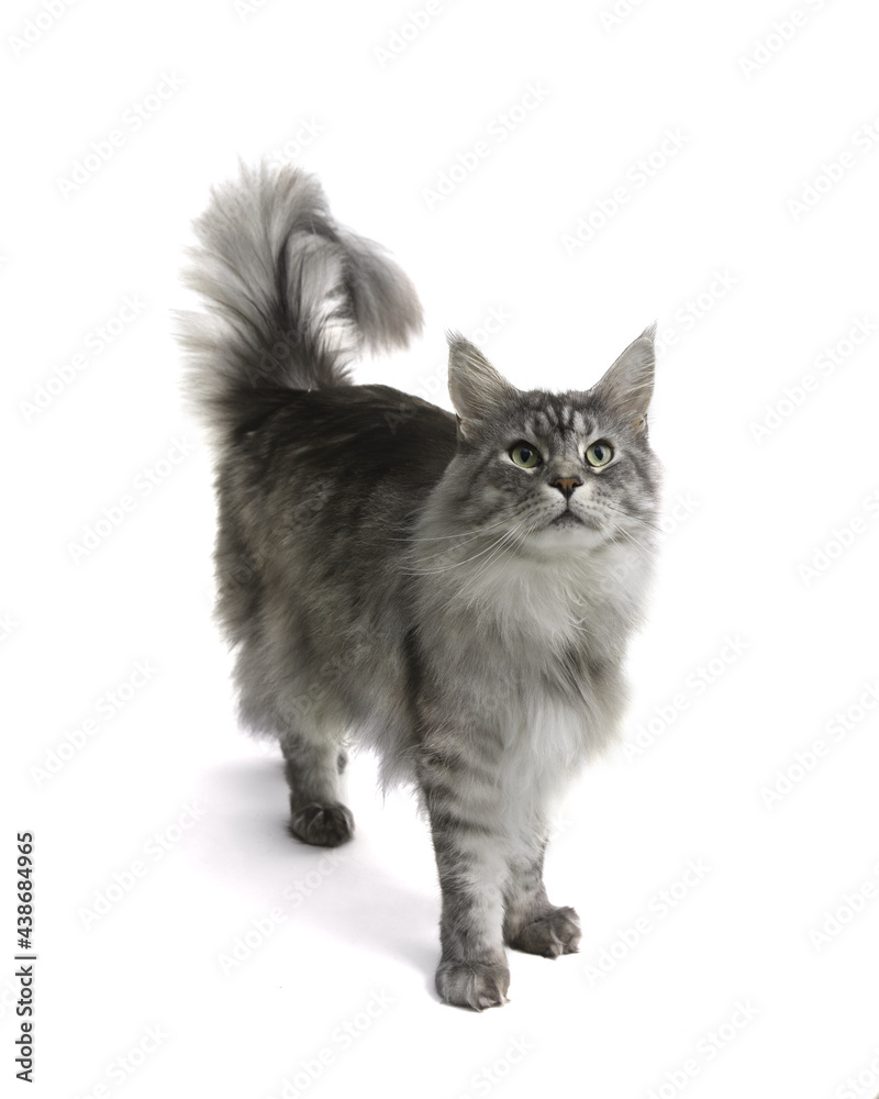 Fototapeta premium Maine Coon, grey color, standing in front