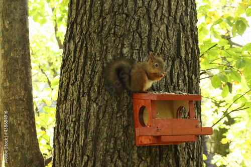 the squirrel on the feeder eats nuts © subbot