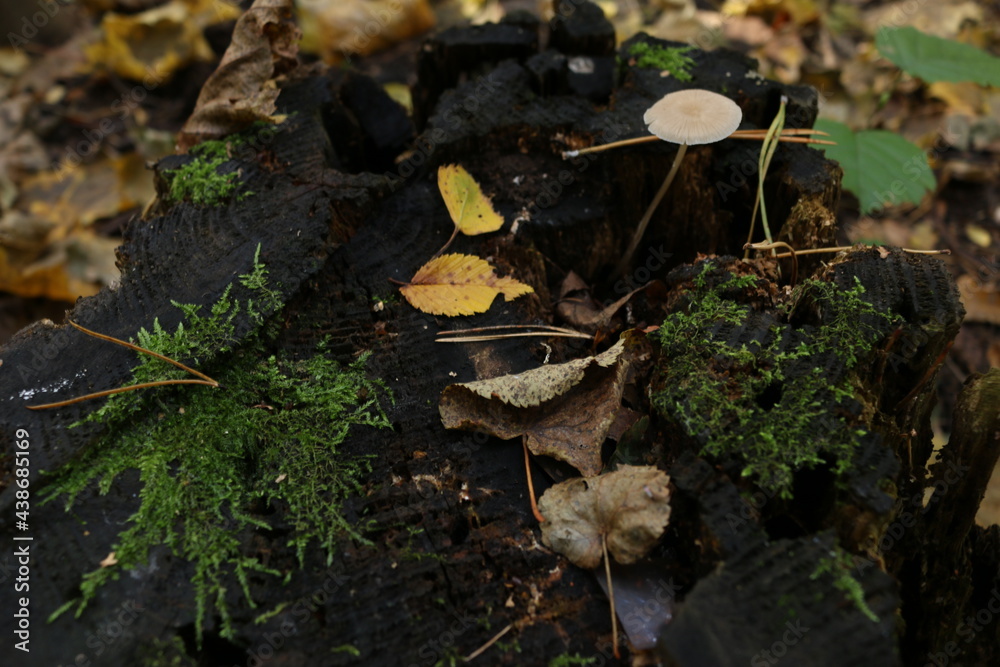 Trunk of fallen old tree covered with tinder mushrooms (polypore) on background of forest floor consisting of fallen leaves, twigs and grass at autumn day Trunk of fallen old tree covered with tinder mushrooms (polypore) on background of forest floor consisting of fallen leaves, twigs and grass at autumn day