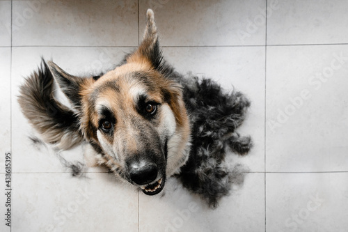 Foto Cute dog with a bunch of hair and a comb in the floor