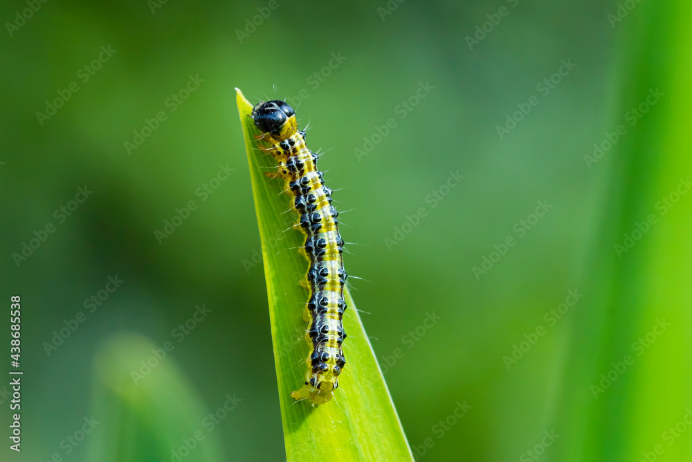 Box tree moth caterpillar, Cydalima perspectalis, closeup