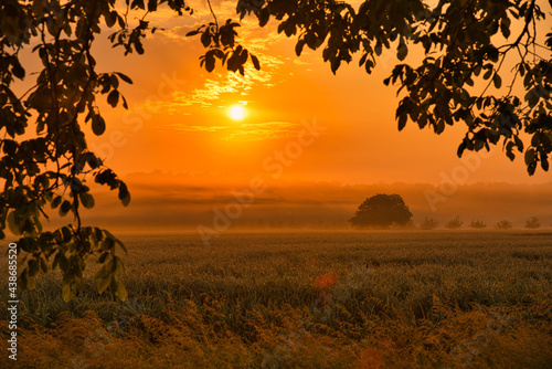 Sommerliche Morgenstimmung in der Ortenau nahe Mahlberg