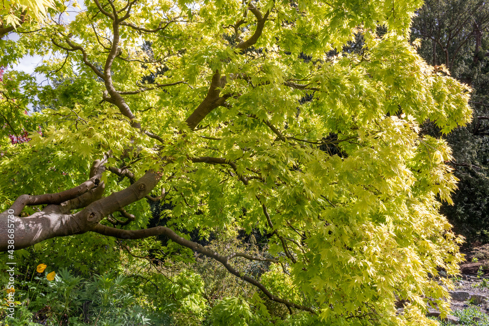 Fototapeta premium Green leaves of Japanese maple tree (Acer palmatum).