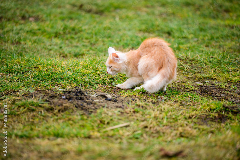 The little red cat hunted the mole, a natural instinct in the cat. The little red cat hunted the mole, a natural instinct in the cat.