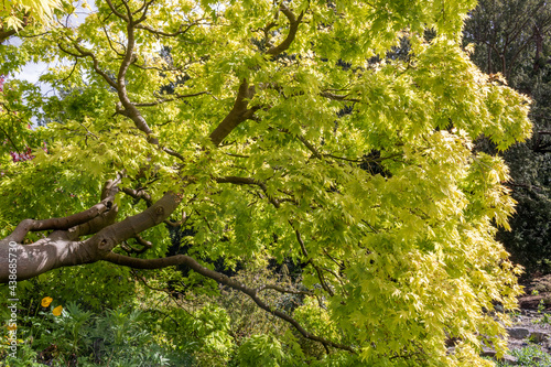 Green leaves of Japanese maple tree  Acer palmatum .