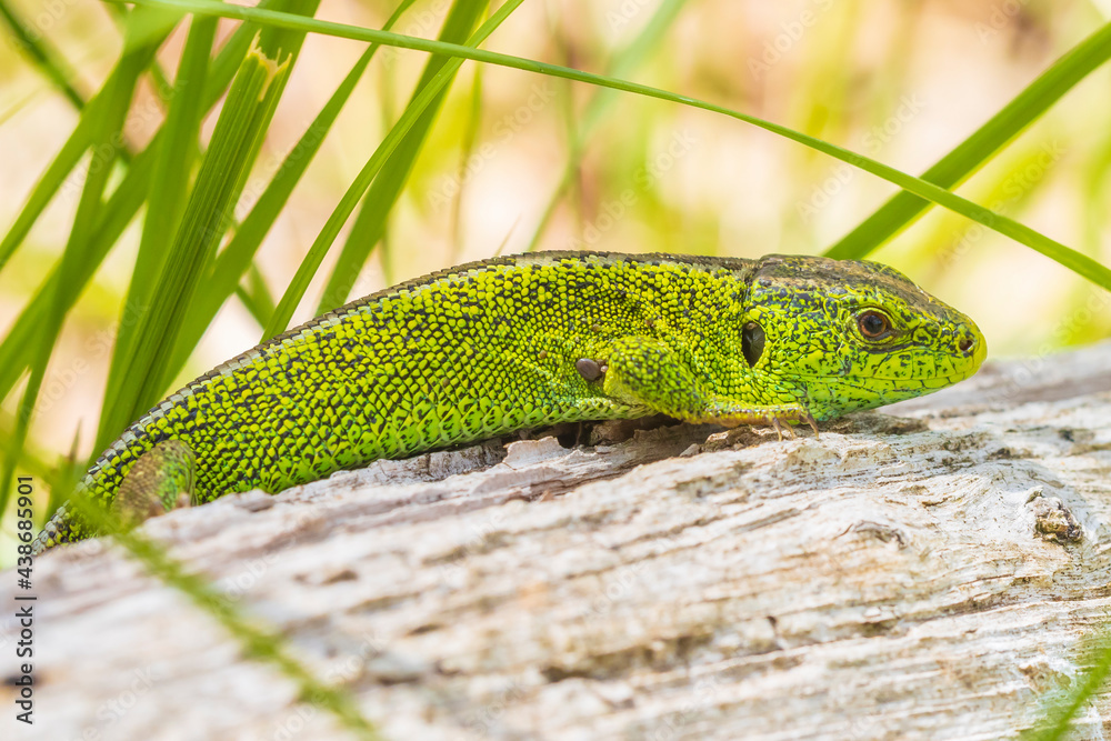 Fototapeta premium Sand lizard, Lacerta agilis, green male