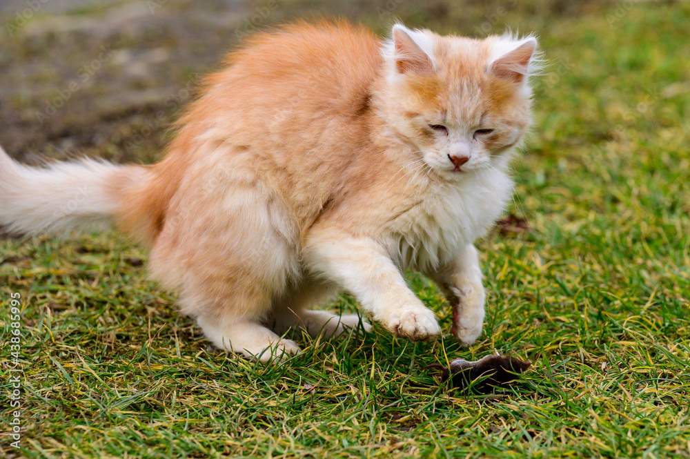 After hunting, a cat plays with its prey, a cat and a mole in nature.
