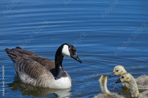 Canada Goose (Branta canadensis) and Goslings in the Water