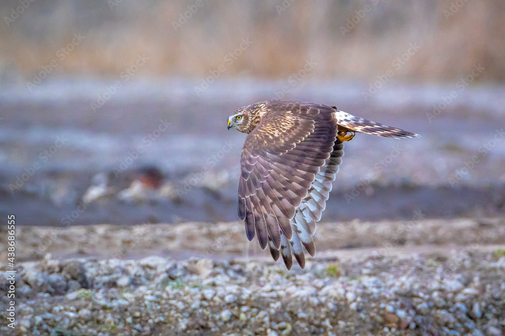 Hen harrier Circus cyaneus hunting Hen harrier Circus cyaneus hunting
