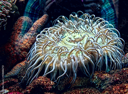 Glowing sea anemone close-up in an aquarium