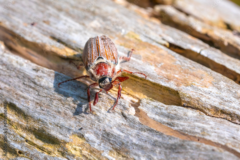 Forest cockchafer, melolontha hippocastani, foraginging on a wooden tree log Forest cockchafer, melolontha hippocastani, foraginging on a wooden tree log