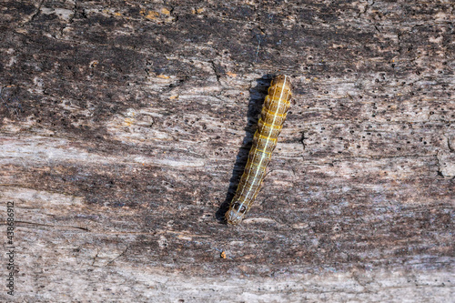 Closeup of a caterpillar or larva of a Orthosia cruda, the small Quaker moth photo