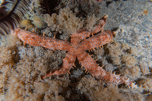 Starfish On the seabed in the Red Sea  Eilat Israel 