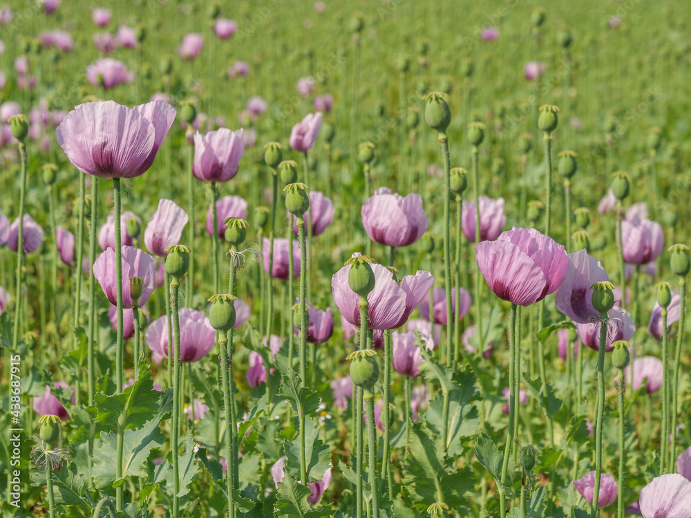 Blühender Mohn im Münsterland Blühender Mohn im Münsterland