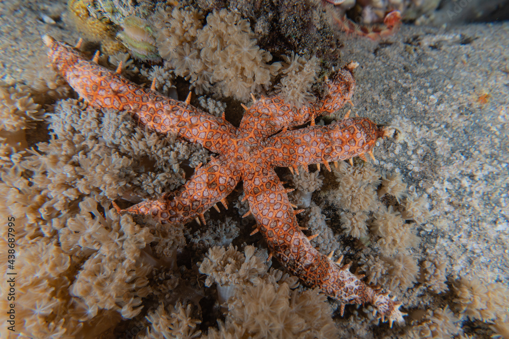 Starfish On the seabed in the Red Sea, Eilat Israel
Starfish On the seabed in the Red Sea, Eilat Israel